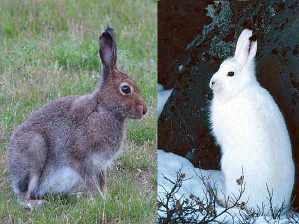 В какое время года у зверей линька. Заяц Беляк зимой и летом. Окрас зайца беляка. Заяц Беляк меняет окраску. Окрас меха зайца беляка.